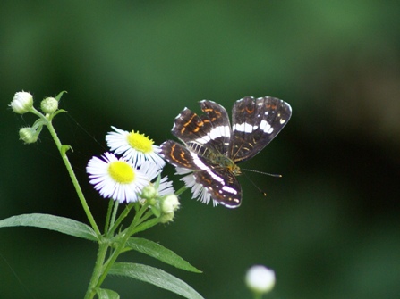 c0042418_7521269.jpg