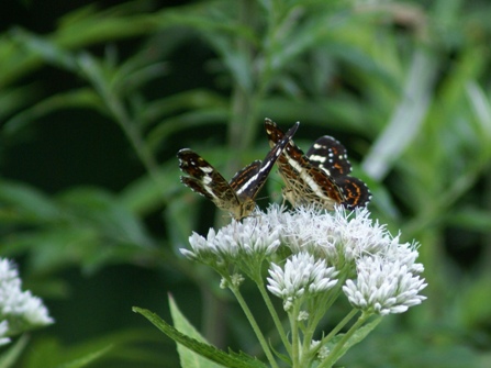 c0042418_7523739.jpg