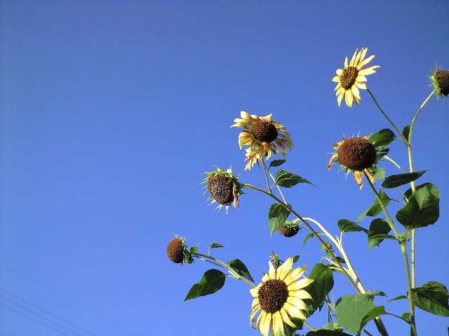 e0123920_23453987.jpg