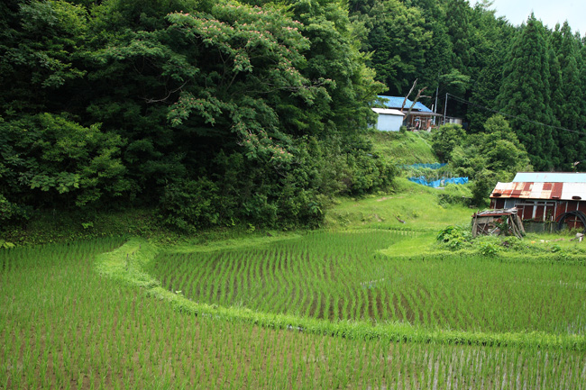 d0147530_5545142.jpg
