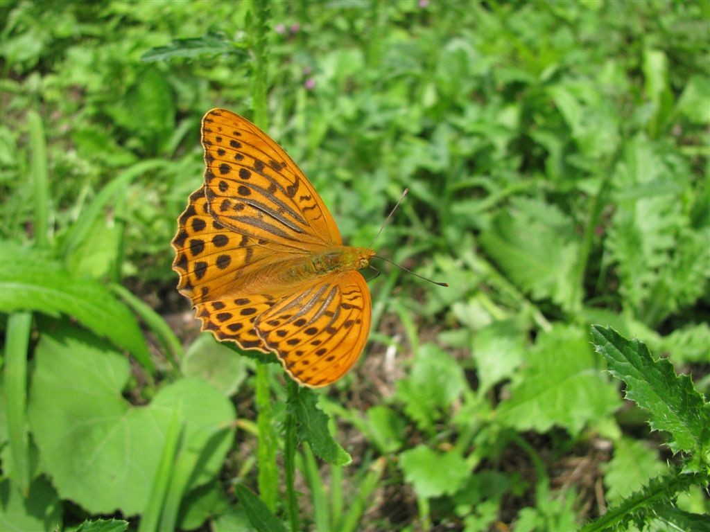 f0151044_6271371.jpg