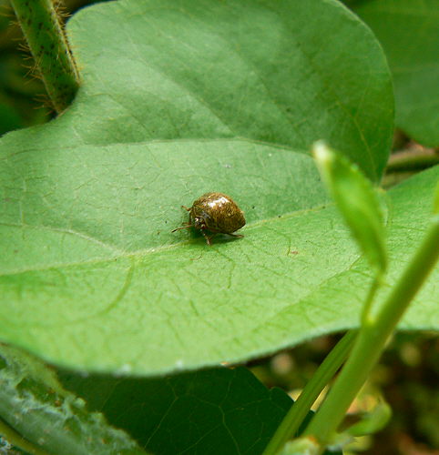 d0091754_1814109.jpg