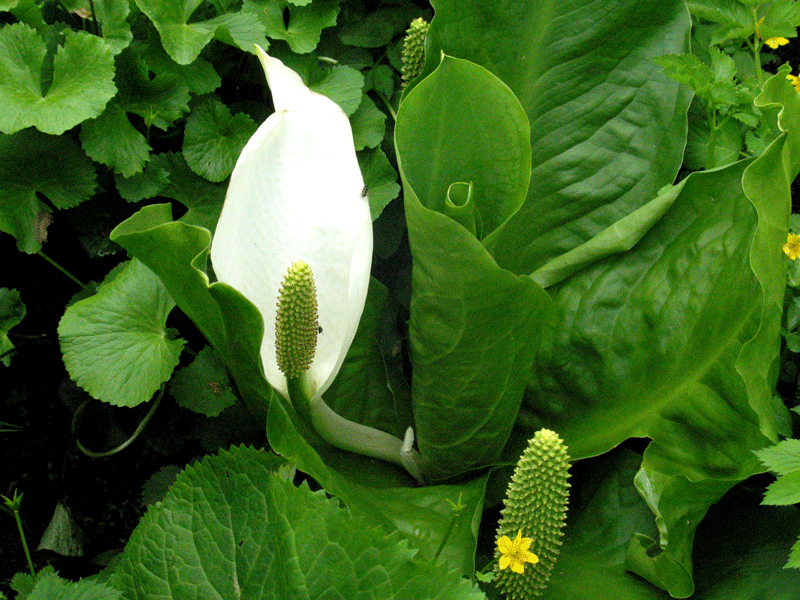 d0126577_1325710.gif