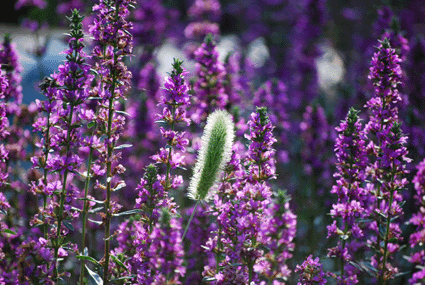 b0159780_1463673.gif
