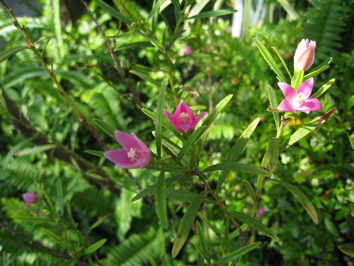 c0132387_0343077.jpg