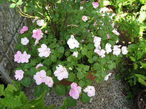c0132387_0344219.jpg