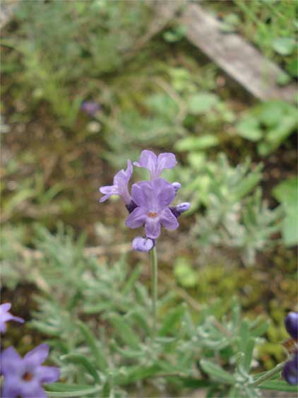 a0061599_7552761.jpg