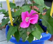 f0042599_21575189.jpg