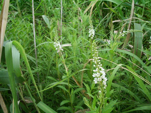 e0025300_20552286.jpg