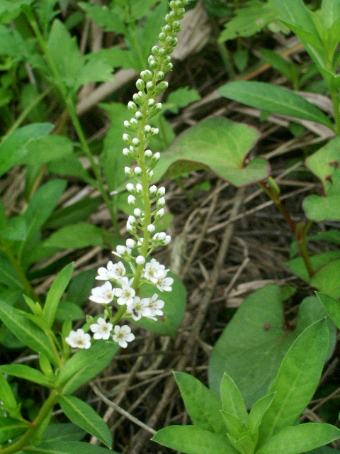 e0025300_20554792.jpg