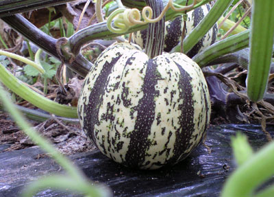 f0135908_22462163.jpg