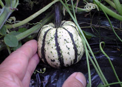f0135908_22465240.jpg