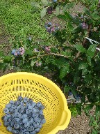 e0090714_1621319.jpg