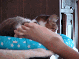 c0136736_2163566.gif