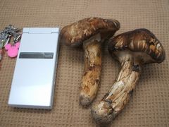 f0096955_064935.jpg
