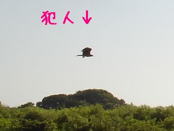 f0132772_8363668.jpg