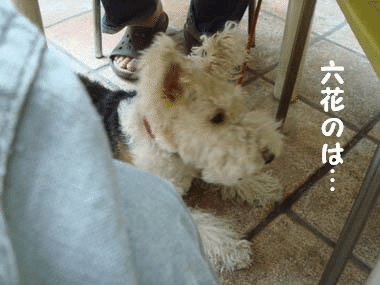 b0091373_13443872.gif