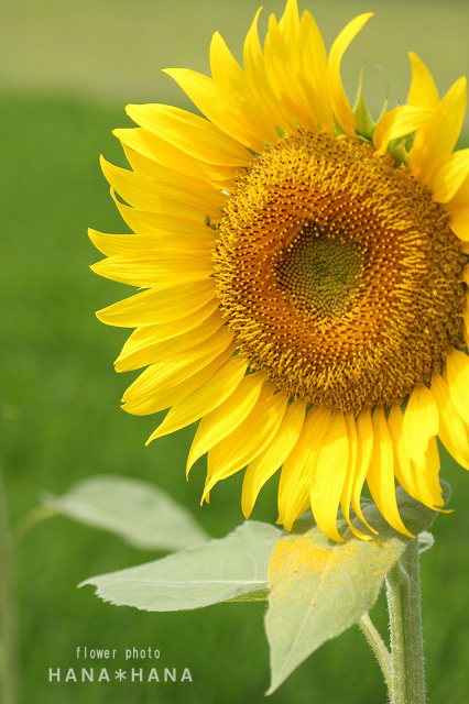 b0143484_9274715.jpg