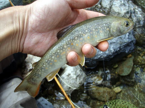 f0141392_22413979.jpg
