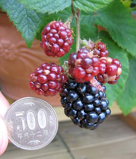 c0004193_1734875.jpg
