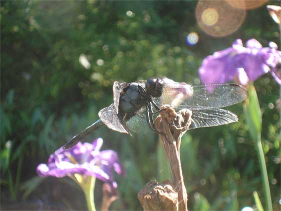 a0061599_854160.jpg