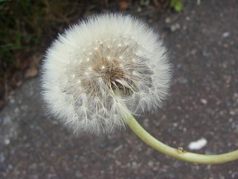 e0123808_23452330.jpg