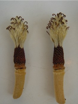 c0098813_1553750.jpg