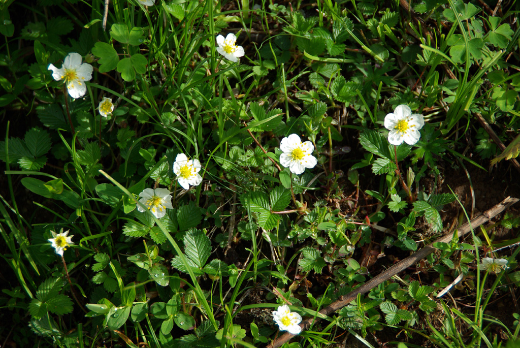 b0062024_1152393.jpg