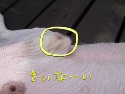 e0008833_1043523.jpg