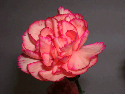 f0007540_16371834.gif