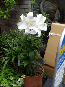 d0035245_1426407.jpg