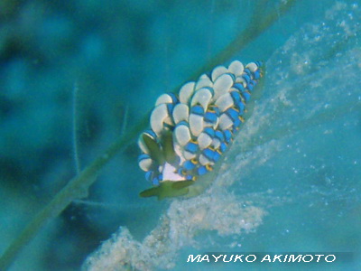 e0027447_1735155.jpg