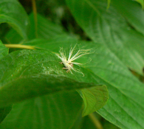 d0091754_10548.jpg