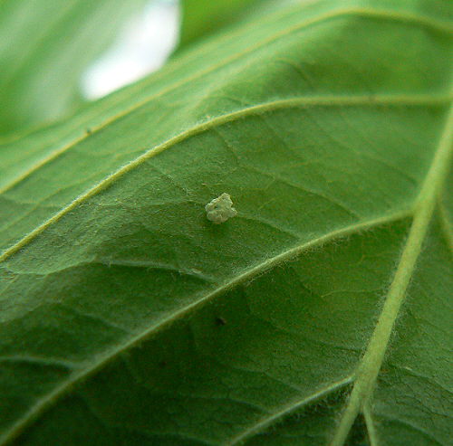 d0091754_1658548.jpg