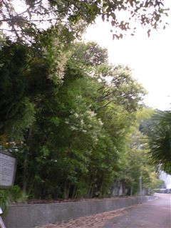 f0001378_22362366.jpg