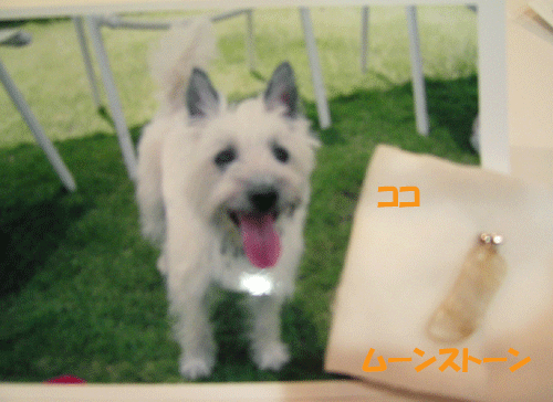 e0066883_2341919.gif