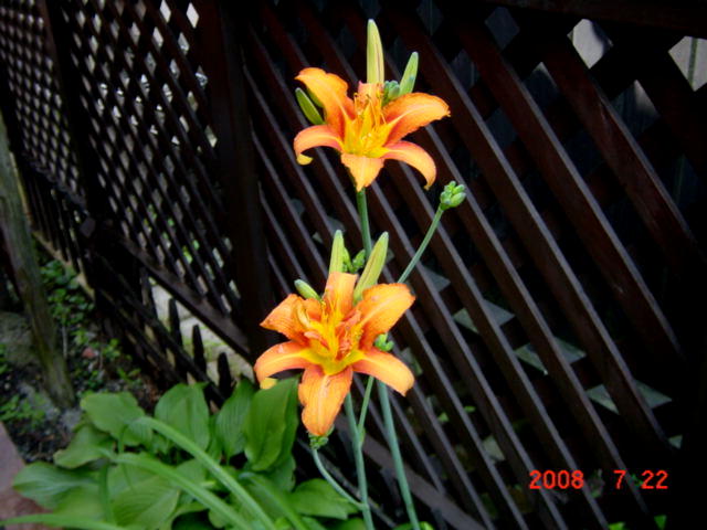 a0007388_15545375.jpg
