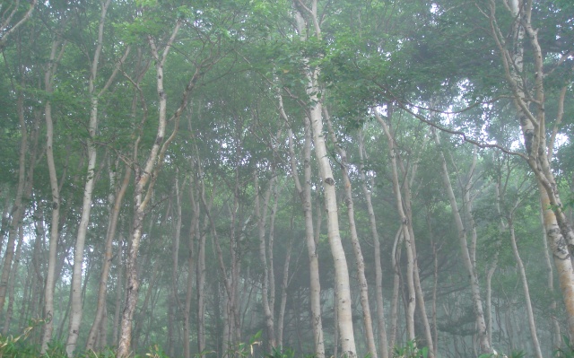 e0111793_1222161.jpg