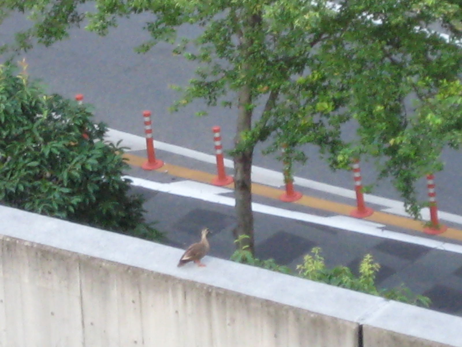 f0013998_537076.jpg