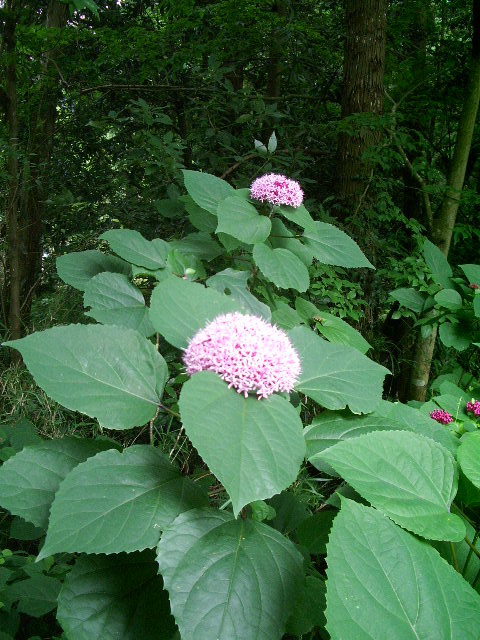 e0025300_2054466.jpg