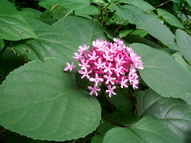 e0025300_2055686.jpg