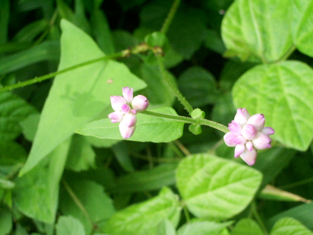 e0025300_2093310.jpg