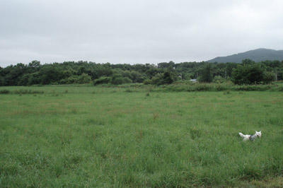a0050802_1753821.jpg