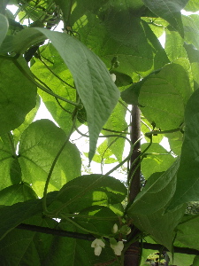 c0025422_145597.jpg