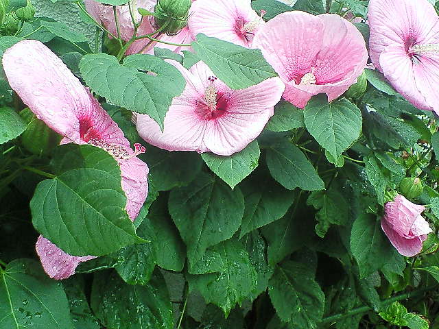 b0021251_111357.jpg