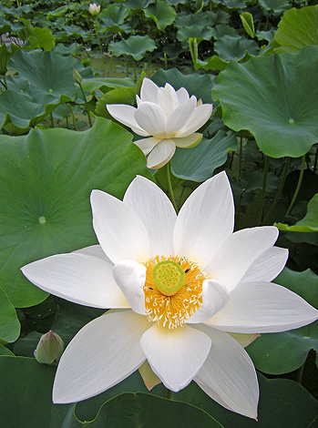 a0001354_20331335.jpg