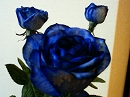 e0115754_012359.jpg