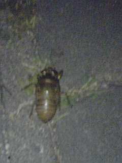 e0136066_23515532.jpg
