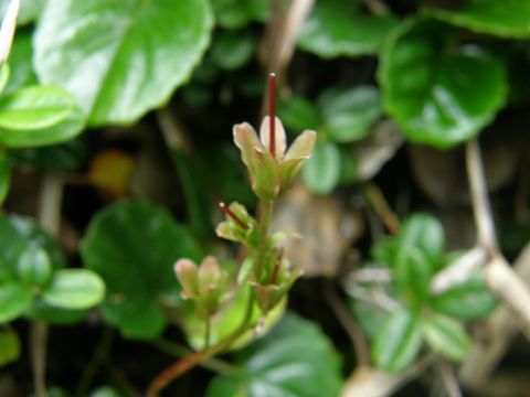 c0042869_2116418.jpg