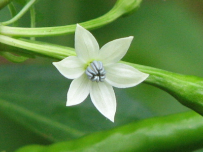 d0050472_12382917.jpg
